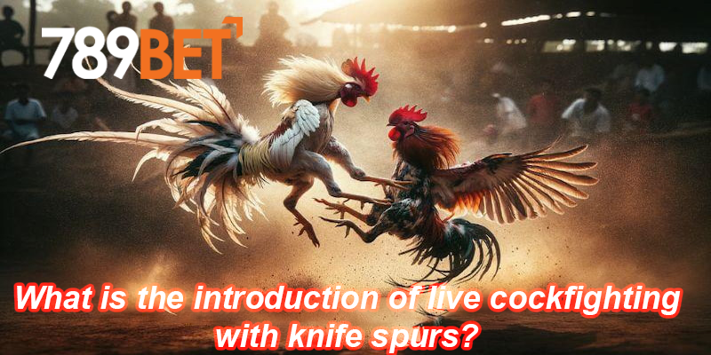 Cockfighting with knifes spurs and the first concepts