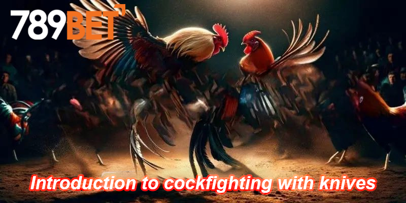 Rules for participating in online Cockfighting with knife spurs