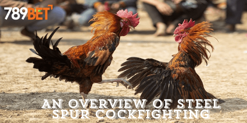 An Overview of Steel Spur Cockfighting