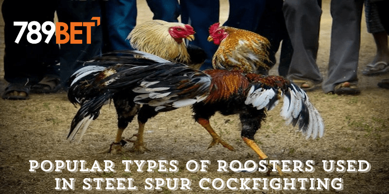 Popular Types of Roosters Used in Steel Spur Cockfighting