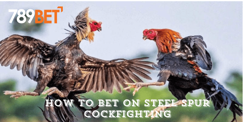 How to Bet on Steel Spur Cockfighting